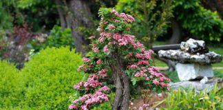 Feng shui w ogrodzie