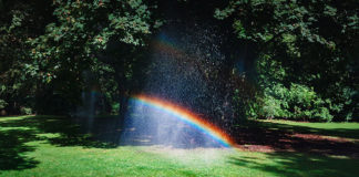 Jak sprawić by trawnik był piękny?