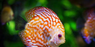 Akwarium w Twoim domu