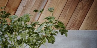 Jakie donice do ogrodu, a jakie na taras?