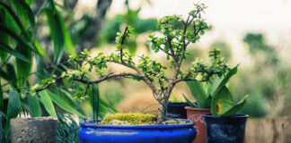 Uprawa drzewek bonsai