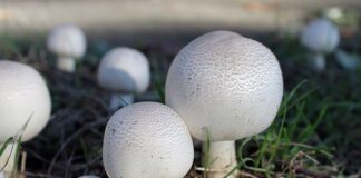 podłoża do pieczarek