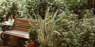 Rośliny kolekcjonerskie