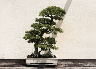 Japońskie drzewka bonsai – jak pielęgnować bonsai? Uprawa drzewka bonsai to wywodząca się z japoni sztuka ogrodnicza