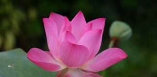 Jak się mówi po angielsku skóra?