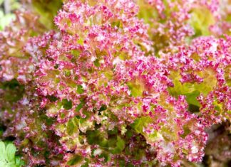 Jaki kolor pościeli do beżowego łóżka?