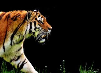 Jaki wybrać automat do bramy? Jaki wybrać automat do bramy?