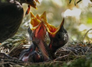 Czy można karmić dziecko w Bujaczku? Czy można karmić dziecko w Bujaczku?