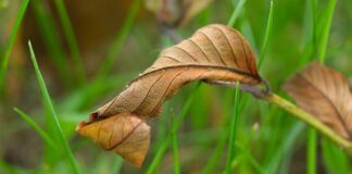 Czy Uschnięty storczyk Odrośnie?