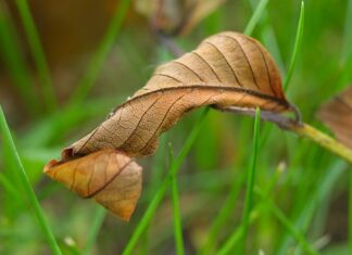 Czy Uschnięty storczyk Odrośnie? Czy Uschnięty storczyk Odrośnie?