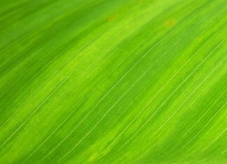 Ile żył w skrętce?