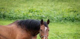 Jaki uchwyt do wiertarki stołowej?
