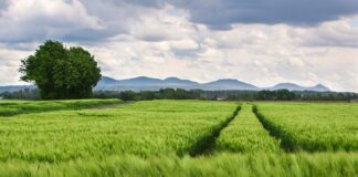 Jaki rozstaw Wieszaków w suficie podwieszanym?