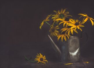 Czy podlewanie storczyka w czasie kwitnienia? Czy podlewanie storczyka w czasie kwitnienia?