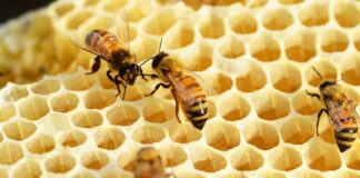 Jak rozpoznać Buckfast od Krainki?