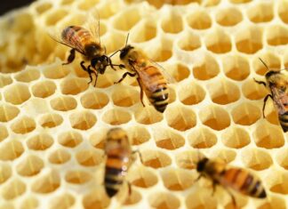 Jak rozpoznać Buckfast od Krainki?