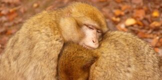 Jak najlepiej grzać piecem gazowym?