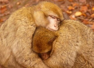 Jak najlepiej grzać piecem gazowym? Jak najlepiej grzać piecem gazowym?