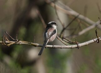 Po co jest wklęsłe dno butelki wina? Po co jest wklęsłe dno butelki wina?
