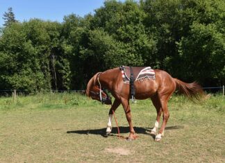 Jak zamontować profile do płyt gipsowych? Jak zamontować profile do płyt gipsowych?