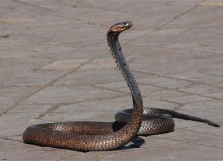 Ile węzy wchodzi na kilogram? Ile węzy wchodzi na kilogram?