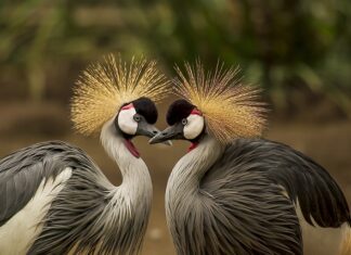Co zrobić aby nie wychodziły pierze z kurtki puchowej?