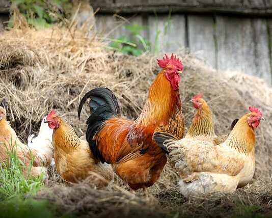 Dlaczego kury lubią jeść styropian?