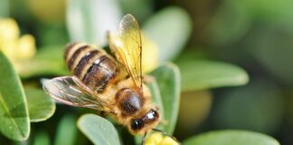 W czym prać strój pszczelarski?