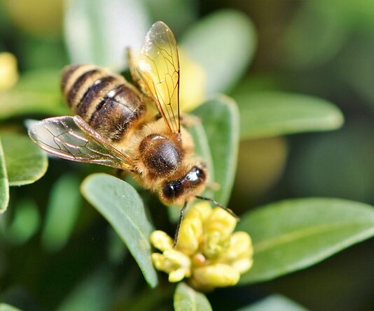 W czym prać strój pszczelarski? W czym prać strój pszczelarski?