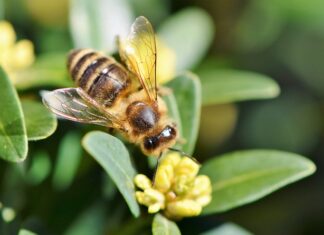 Czy kombinezon pszczelarski chroni przed szerszeniami? Czy kombinezon pszczelarski chroni przed szerszeniami?