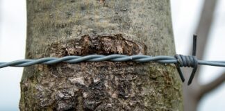 Jak naostrzyć strug?