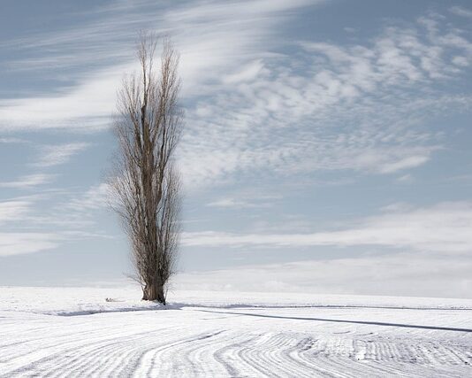 Czy topola nadaje się na meble ogrodowe? Czy topola nadaje się na meble ogrodowe?