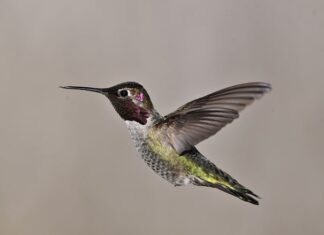 Dlaczego jest buczenie gramofonu?