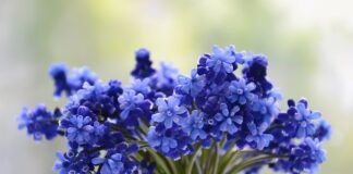 Ile wody i cukru na 10 kg winogron?