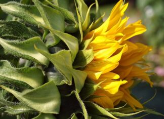 Czy pod tapetę trzeba szpachlować?