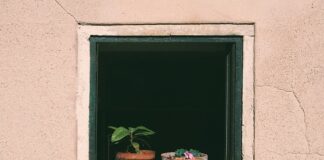 O jakiej porze dnia podlewać pomidory?