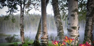 Czy warto sadzić brzozy?