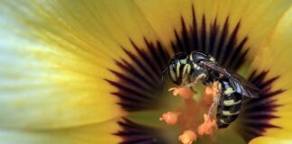 Jak Komunikują się osy?