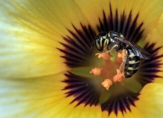 Jak Komunikują się osy? Jak Komunikują się osy?