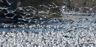 Co to jest wartość działki elementarnej?