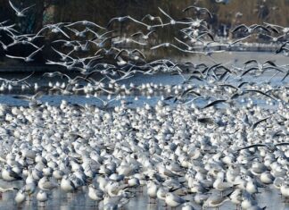 Co to jest wartość działki elementarnej? Co to jest wartość działki elementarnej?