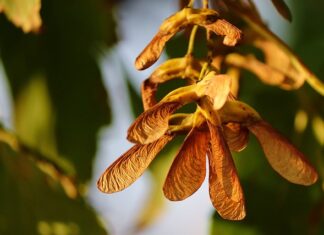 Jak rozmnażać storczyki? Jak rozmnażać storczyki?