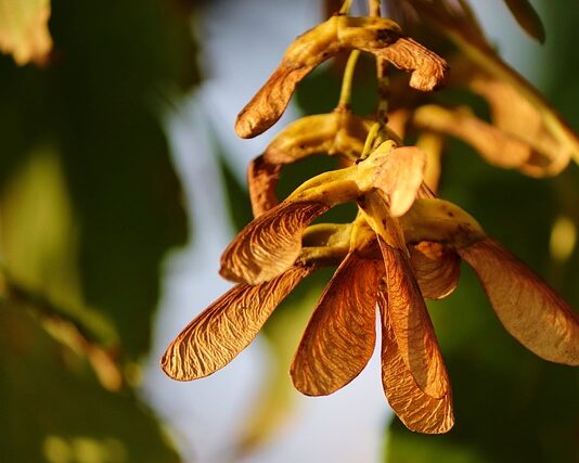 Jak rozmnażać storczyki? Jak rozmnażać storczyki?