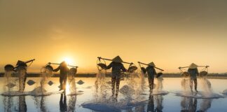 W jakiej cenie są kapelusze do pszczół?