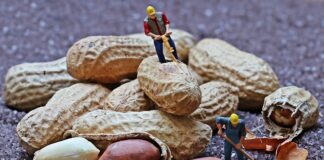 W jakich godzinach pracują pszczoły?