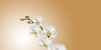 Czy można spryskiwać liście storczyka?