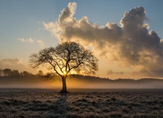 Co jest twardsze dąb czy jesion?
