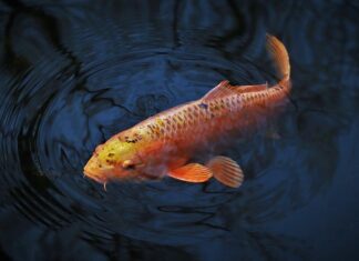 Czy karp wypluje haczyk? Czy karp wypluje haczyk?