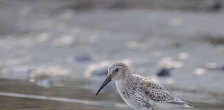 Czy brodzik musi mieć syfon?