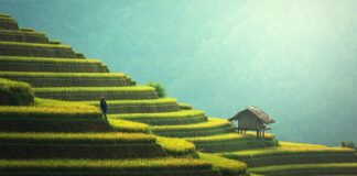 Jak zagospodarować taras przed domem?